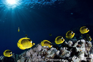 Butterflies school by Pietro Cremone 